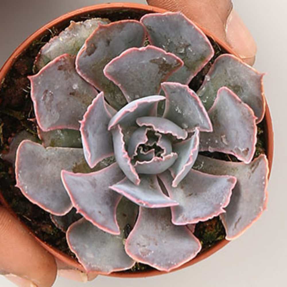 Echeveria Shaviana Pink - Image 3