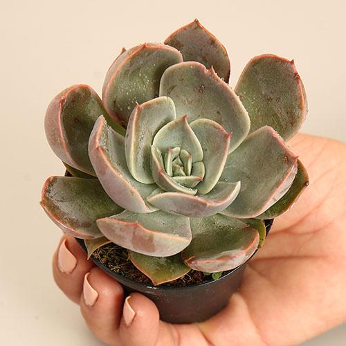 Echeveria "Summer Dream"