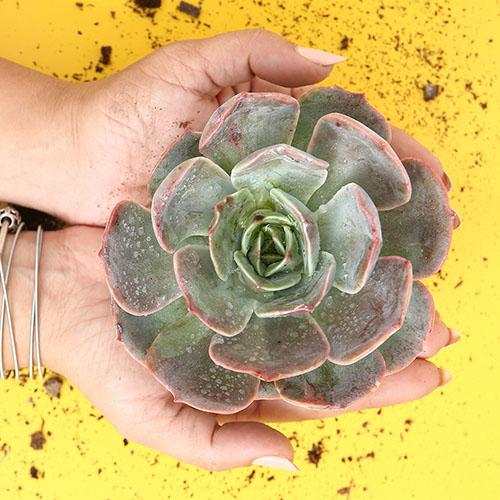 Echeveria "Summer Dream" - Image 2