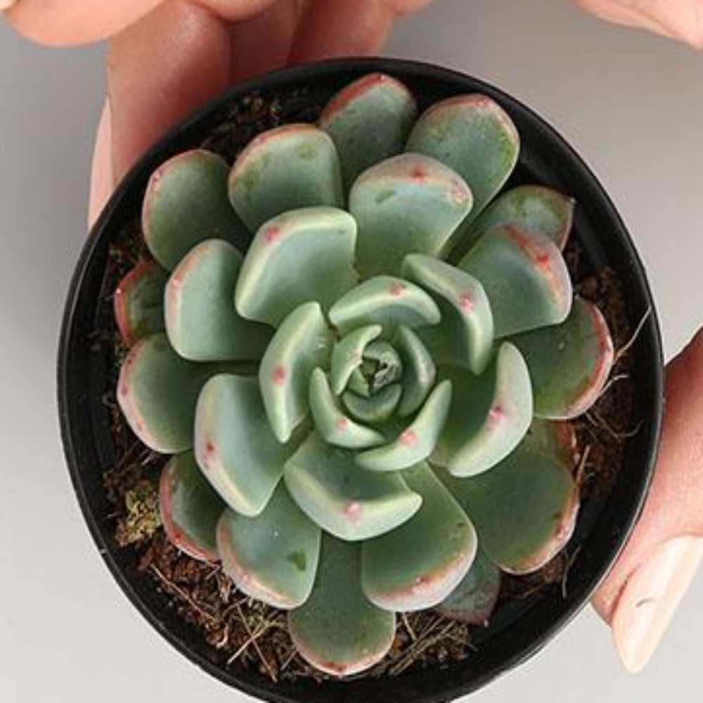 Graptoveria 'Bashful' - Image 2