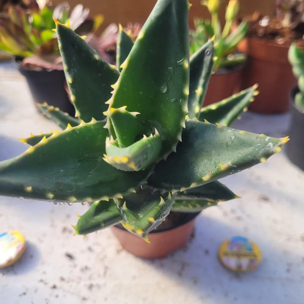 Haworthia-נדיר - Image 2