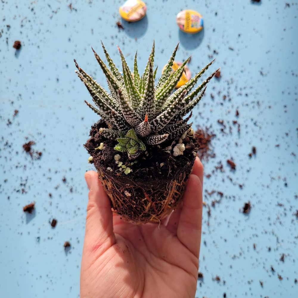 Haworthia Bella