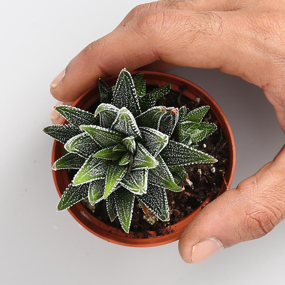 Haworthia Concolor