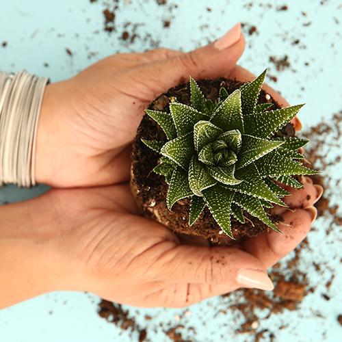 Haworthia Concolor - Image 2