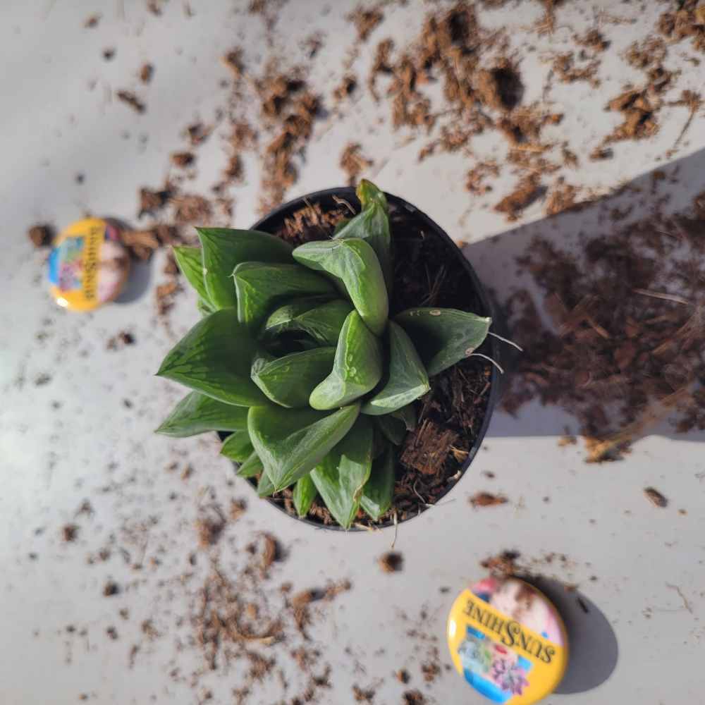 Haworthia Cymbiformis - Image 2