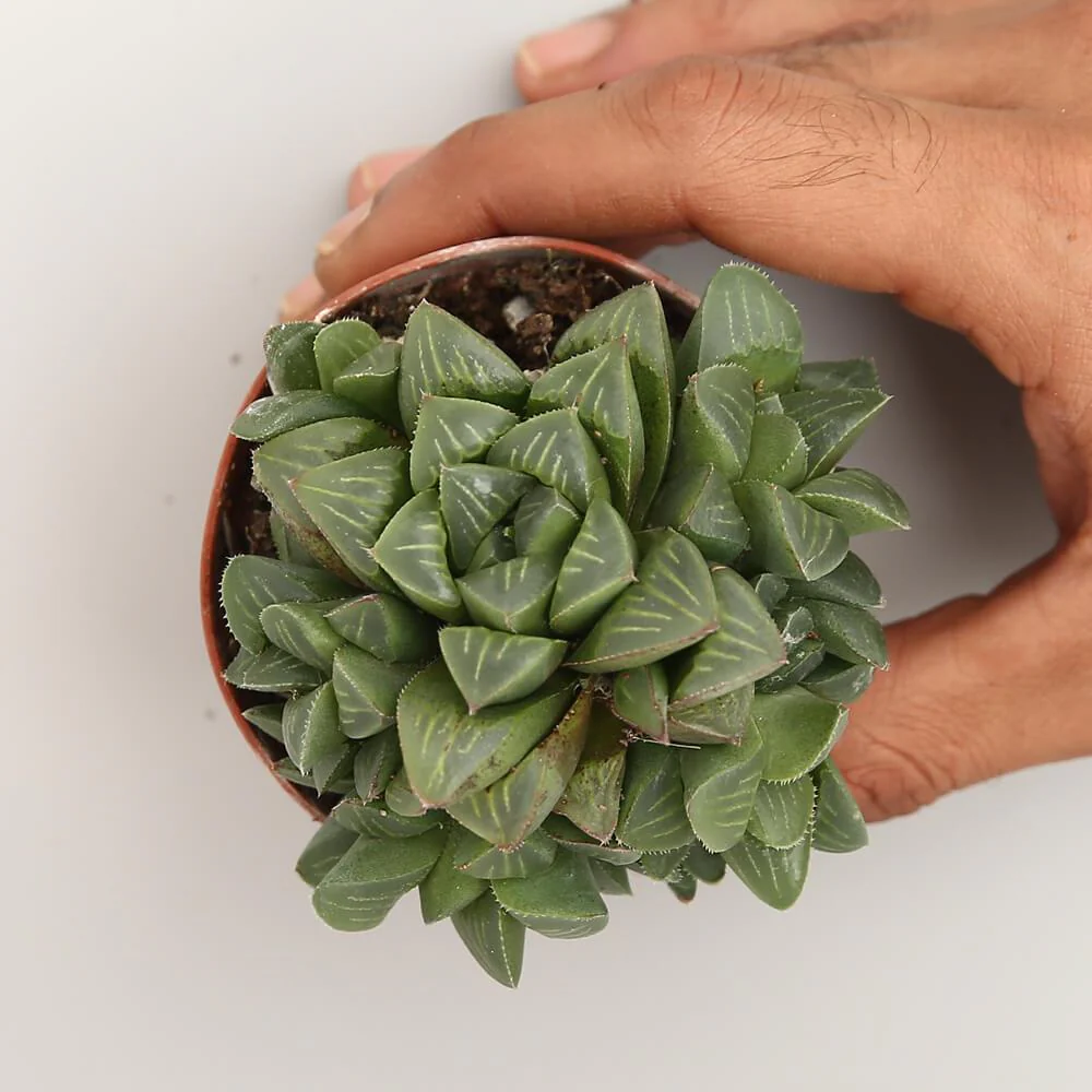 Haworthia Retusa - Image 2