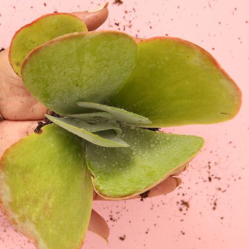 Kalanchoe Luciae “Flapjacks” - Image 2