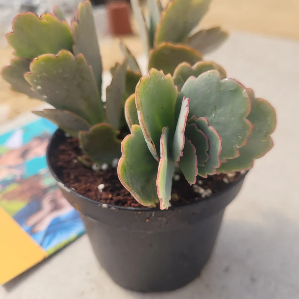Kalanchoe marnieriana - Marnier's Kalanchoe - Image 2