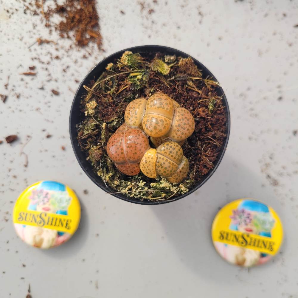 Lithops - Image 2