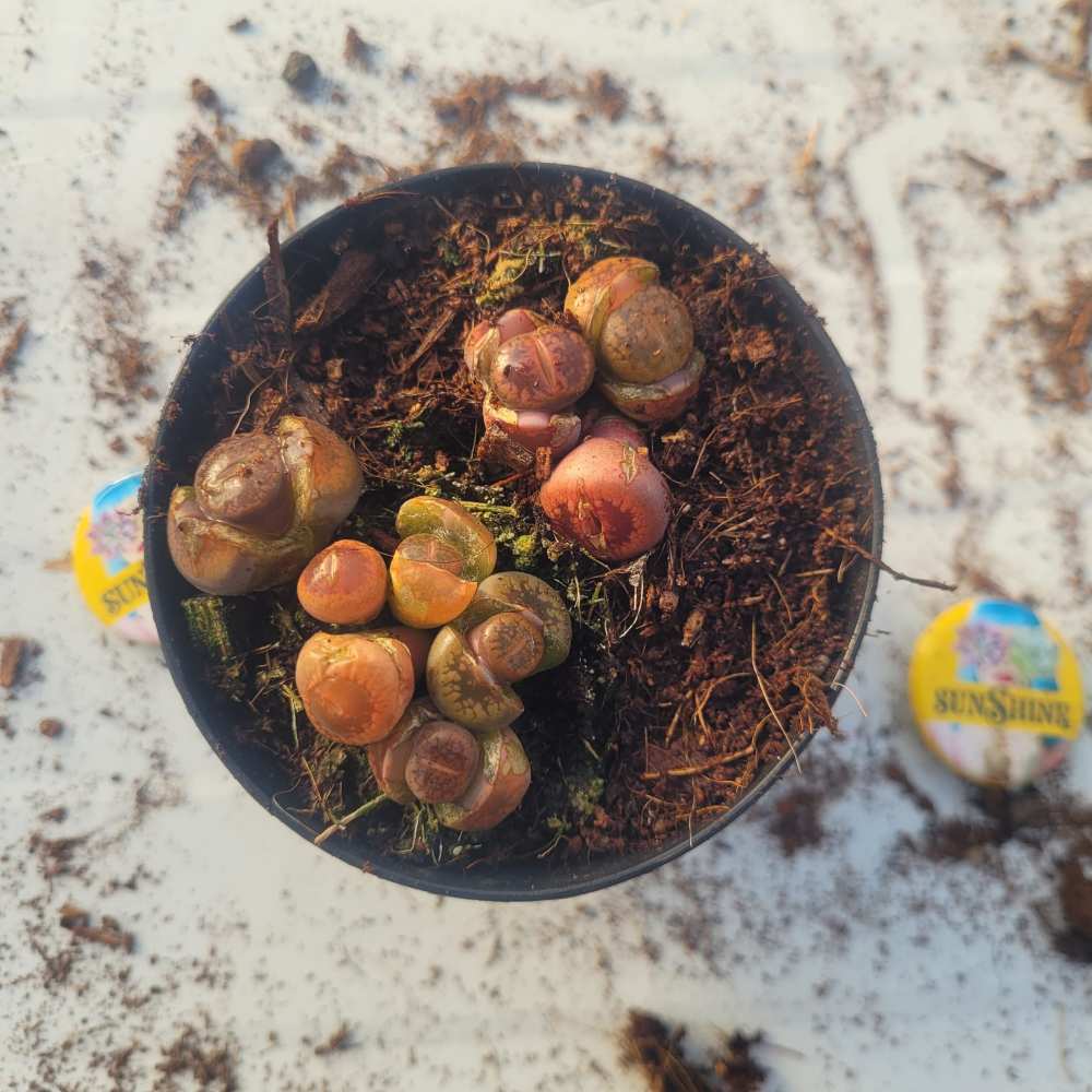 Lithops - Image 4