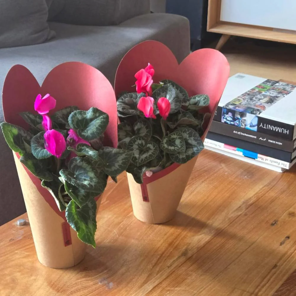Love פאפירוס - Image 3