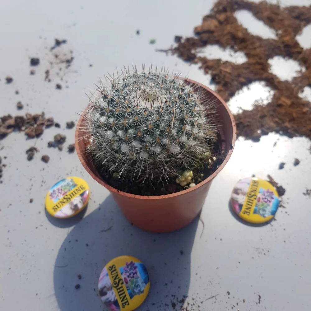 Mammillaria Guillauminiana - Image 2