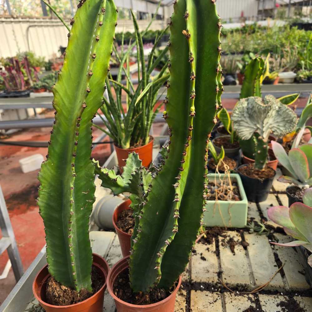 Myrtillocactus geometrizans-דומה לסאן פאדרו
