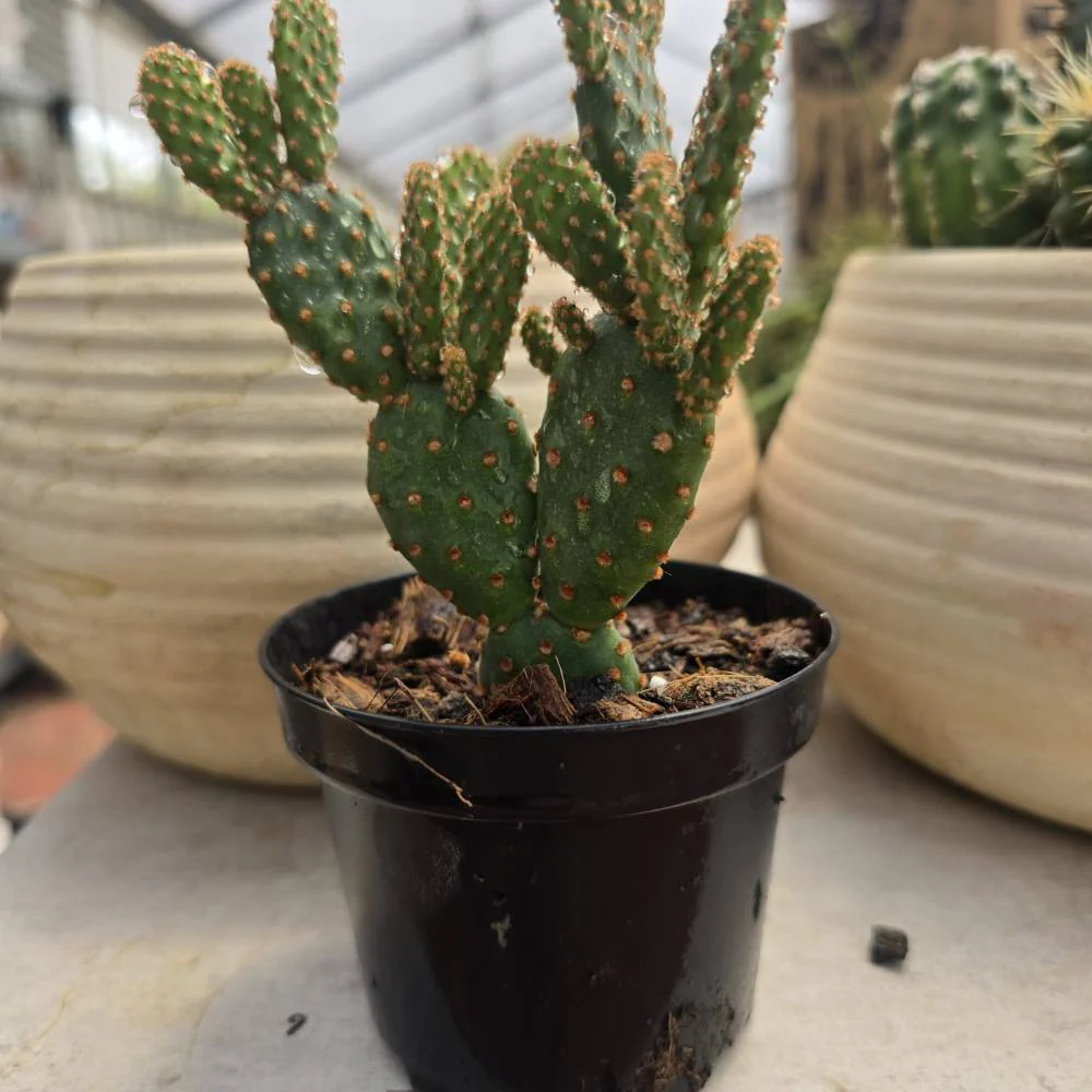 Opuntia rufida f. monstrosa - Mini Cinnamon Cactus - Image 2