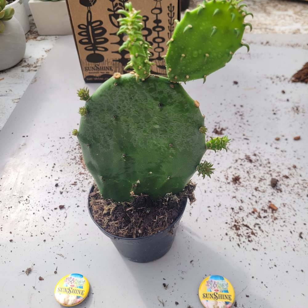 Opuntia Napolitus