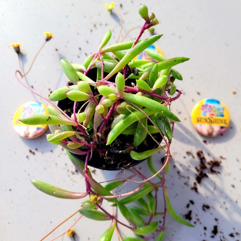 Othonna capensis 'Ruby Necklace' - Image 2
