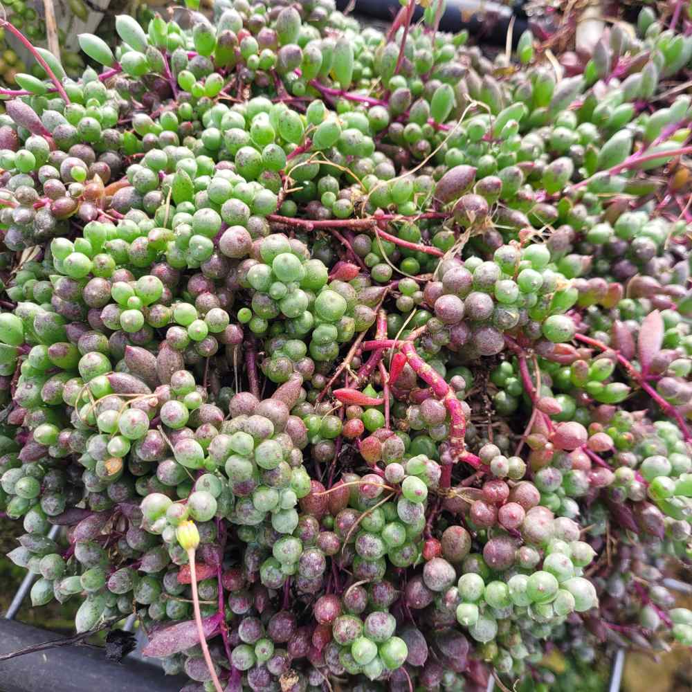 Othonna capensis 'Ruby Necklace' - Image 3