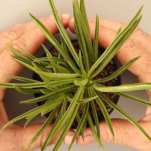 Peperomia Ferreyrae