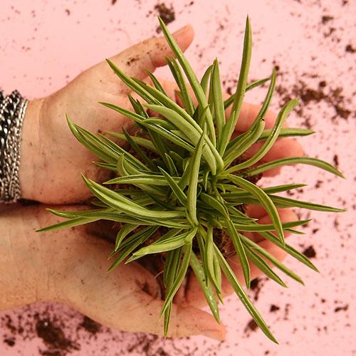 Peperomia Ferreyrae - Image 2