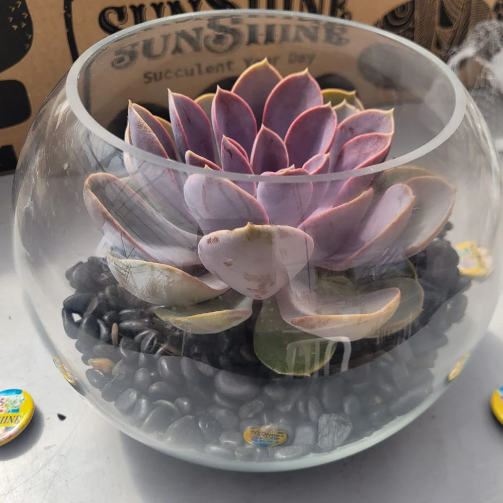 Piece In A Glass טרריום