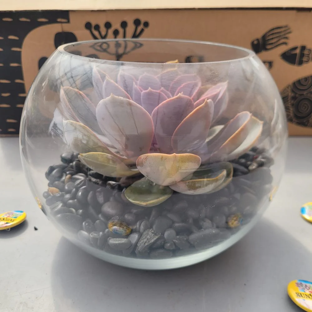Piece In A Glass טרריום - Image 2