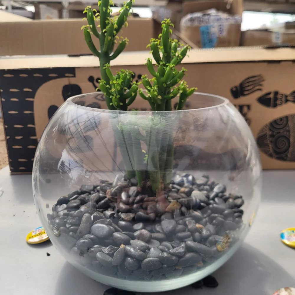 Piece In A Glass טרריום - Image 3