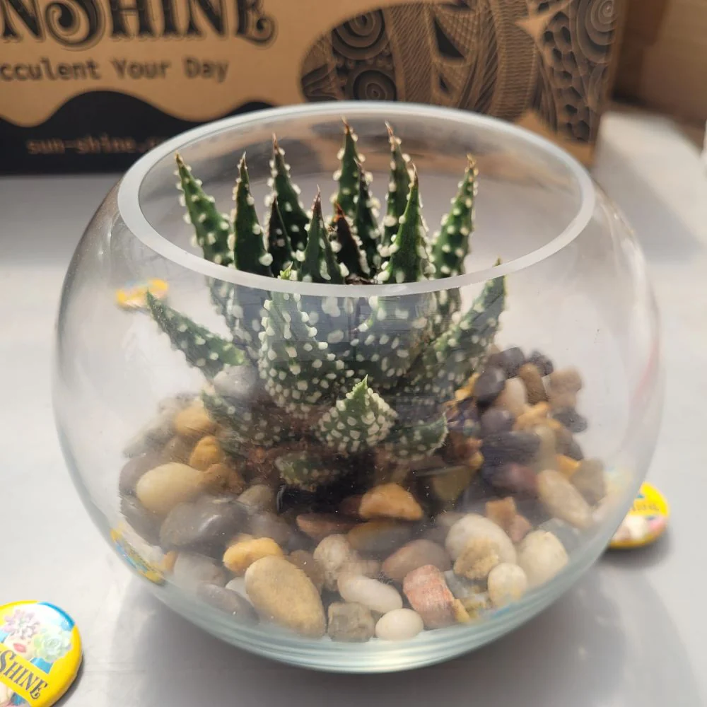 Piece In A Glass טרריום - Image 5