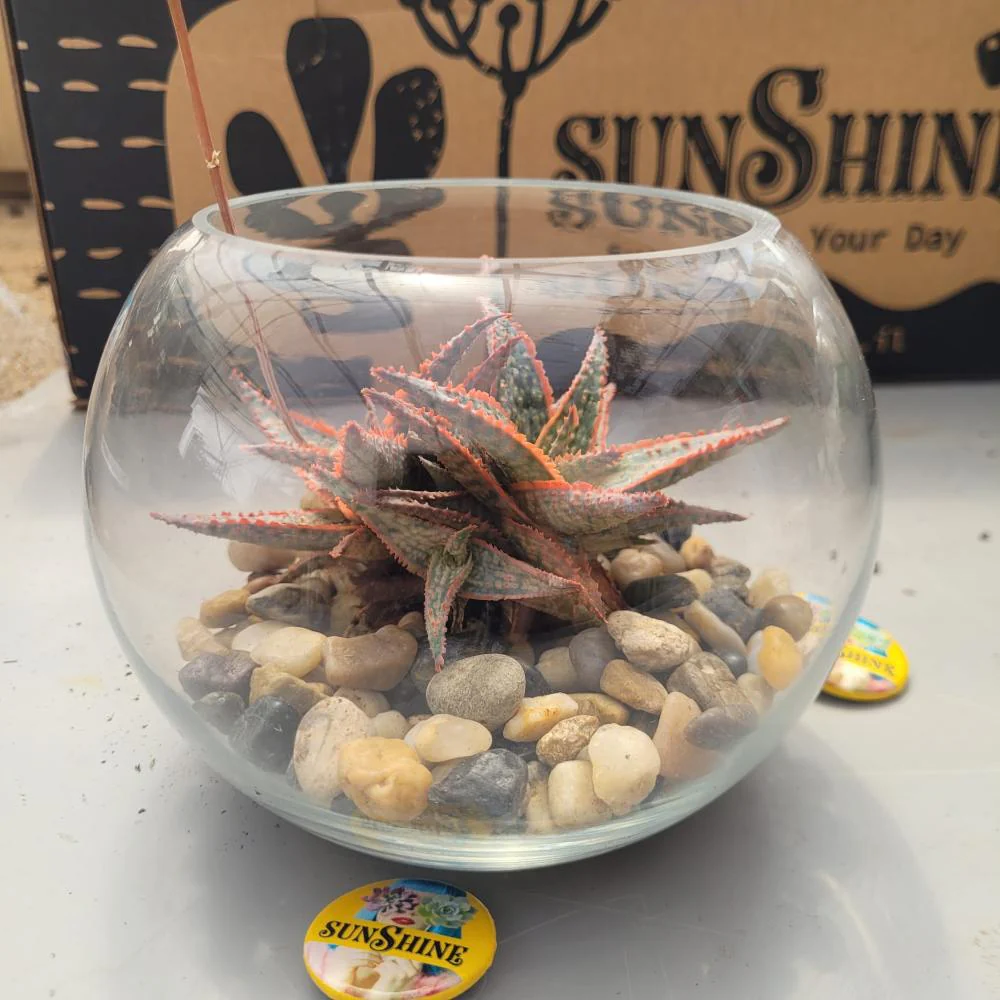 Piece In A Glass טרריום - Image 6