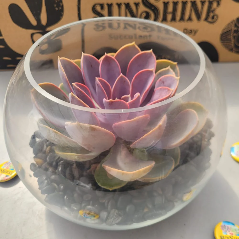 Piece In A Glass טרריום - Image 7