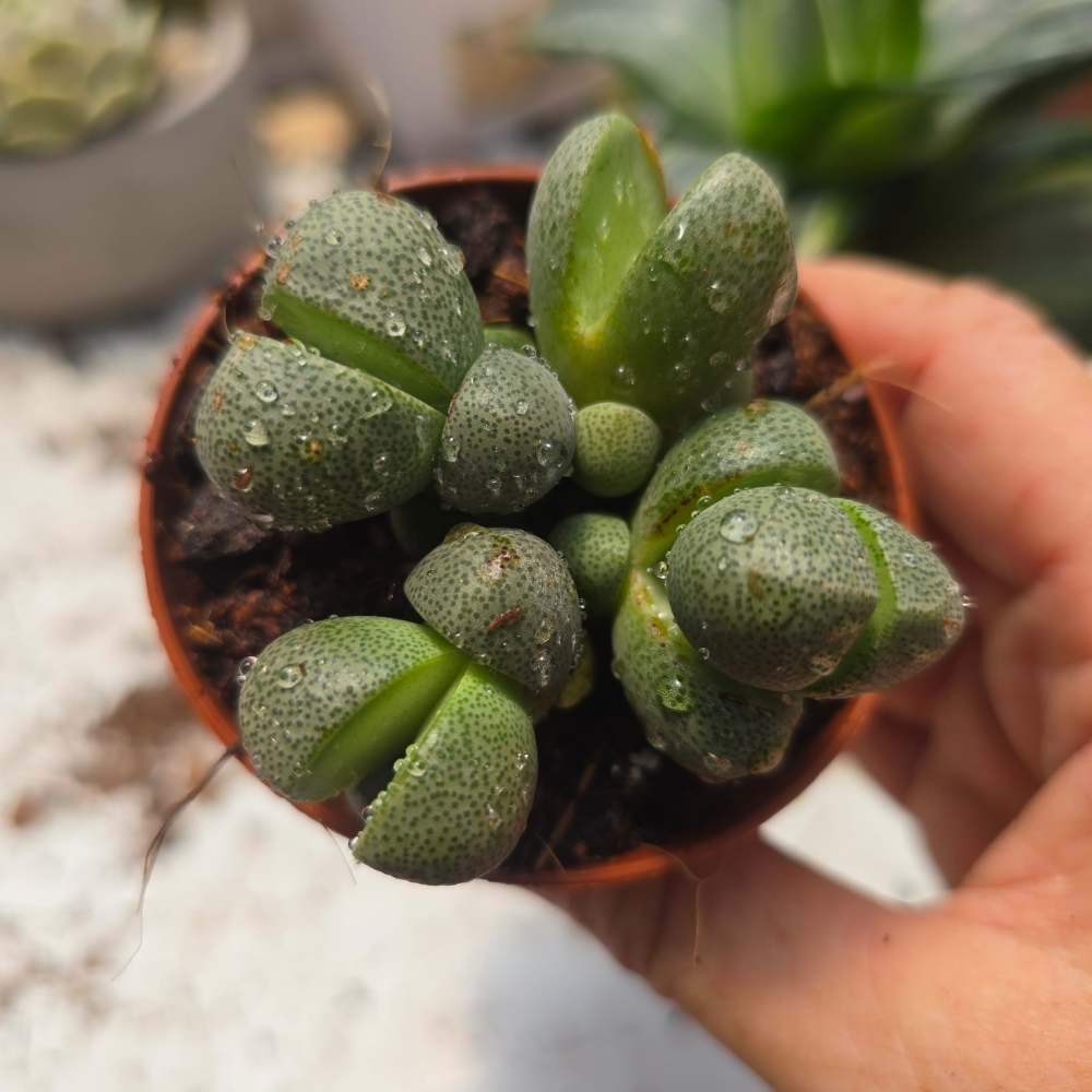 Pleiospilos nelii - מושבה