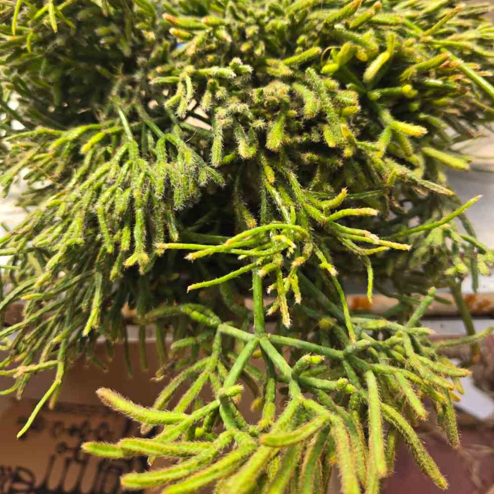 Rhipsalis - Image 2