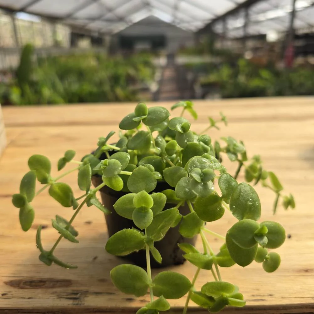 Sedum Green - Image 2