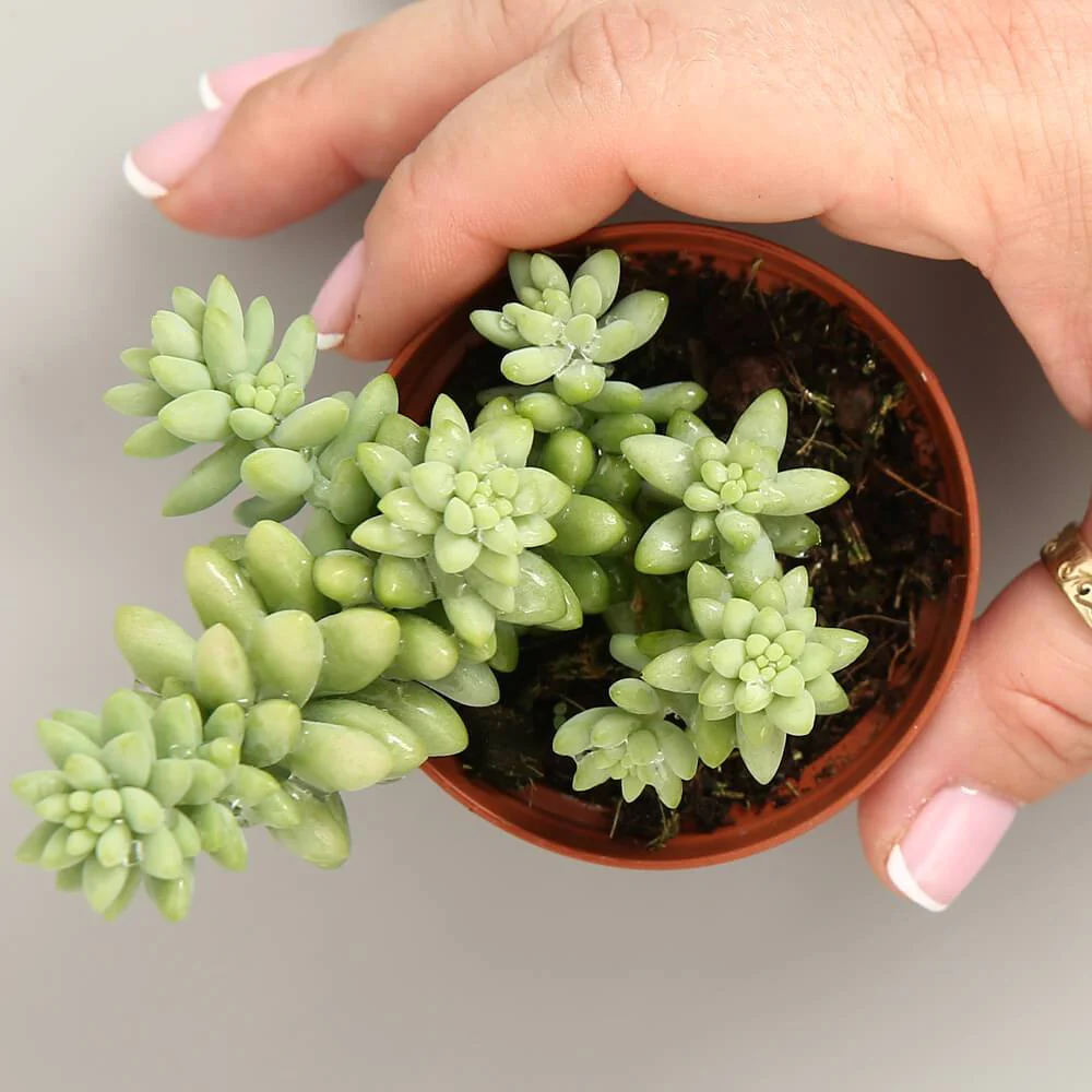 Sedum Morganianum (Burrito)