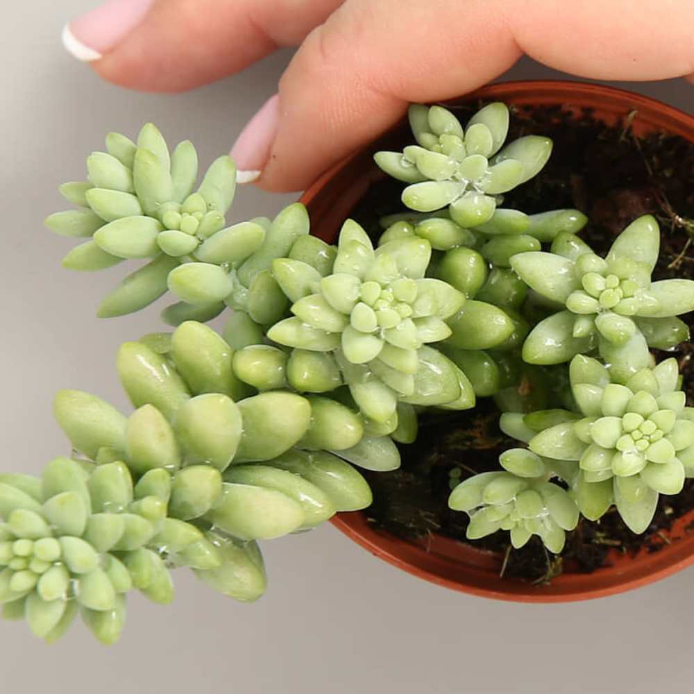 Sedum Morganianum (Burrito) - Image 2