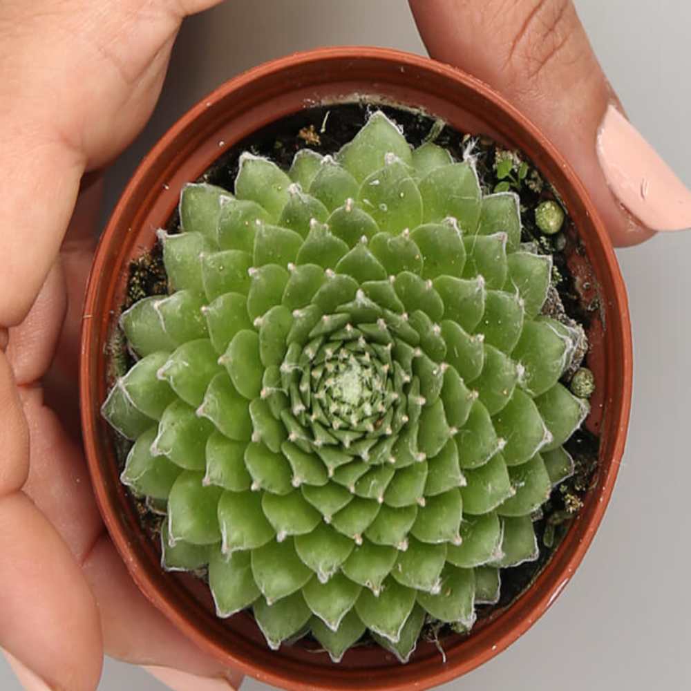 Sempervivum Arachnoideum 'Cebenese - Image 2