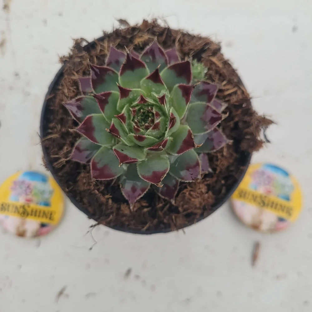 Sempervivum Cauasicum -זו נדיר - Image 2