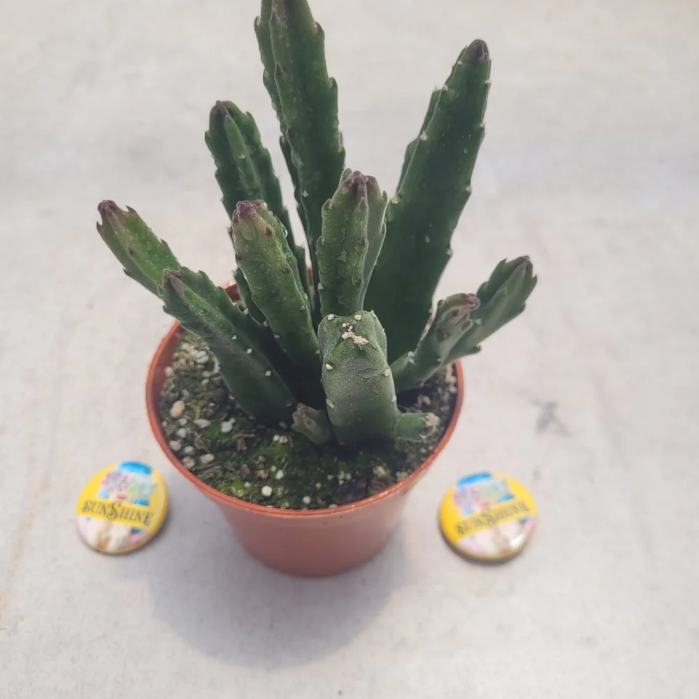 Stapelia - Image 2