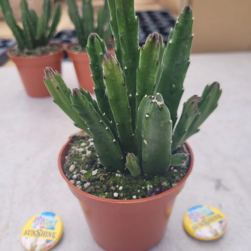 Stapelia - Image 3