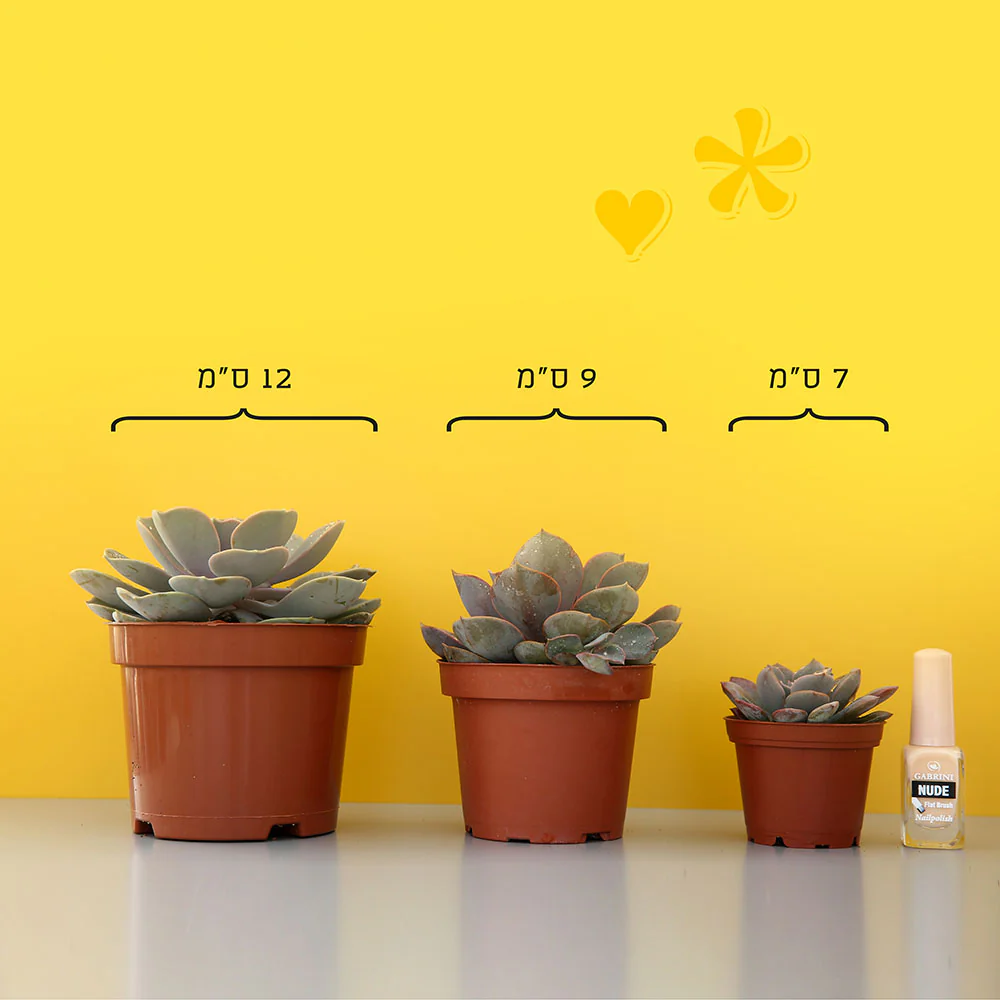 Sulkorebutia Rauschii סוקולנט נדיר - Image 3