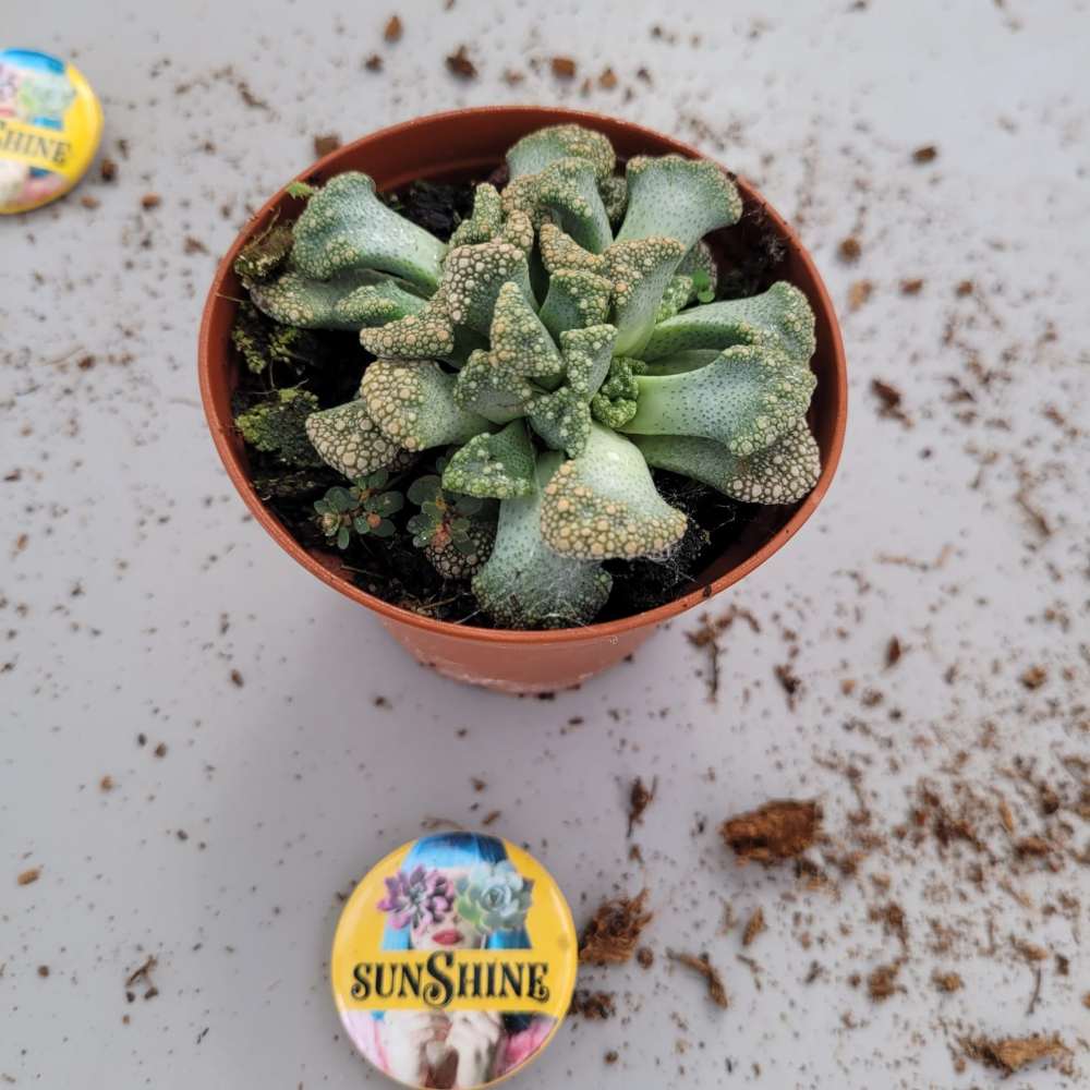 Titanopsis Calcarea- זן נדיר