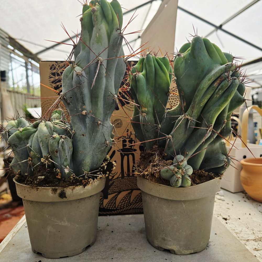 Trichocereus מפוסל