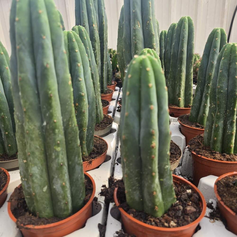 Trichocereus pachanoi (סן פדרו)